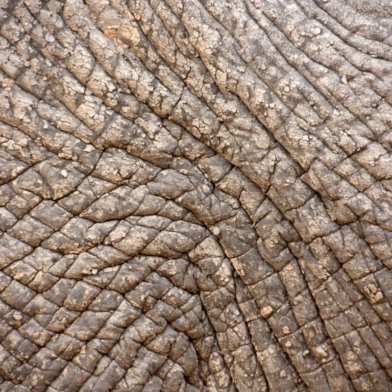 African elephant skin cracks up close