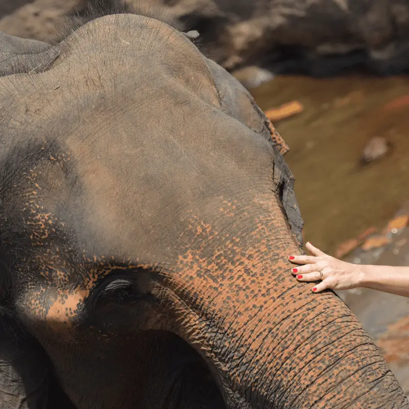An elephant being touched by a human