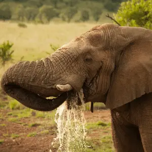 An elephant putting water into mouth from trunk