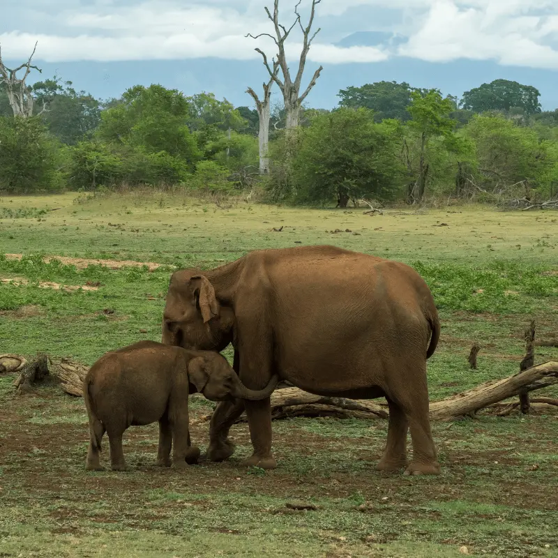 baby Asian elephant wrapping trunk around its mums legs