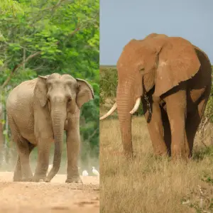 Asian elephant and a African elephant