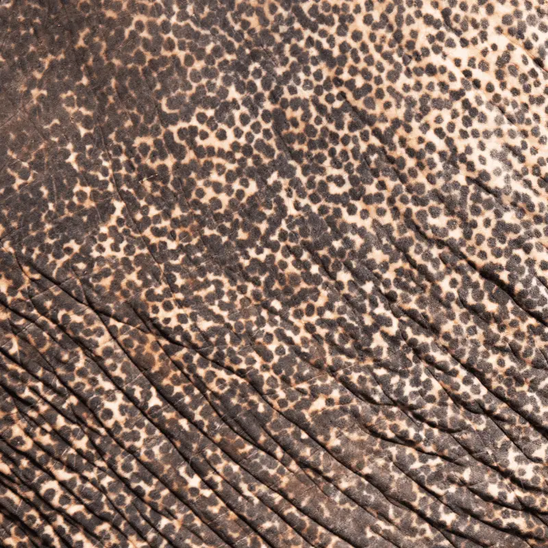 Asian Elephant skin close up