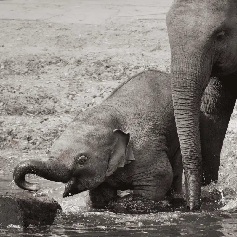 Baby elephant kneeling down to drink water from lake