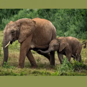 Elephant baby and mother side by side