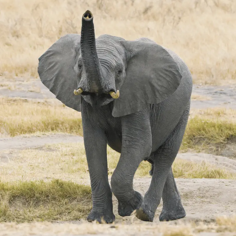 Elephant with trunk up coming towards camera