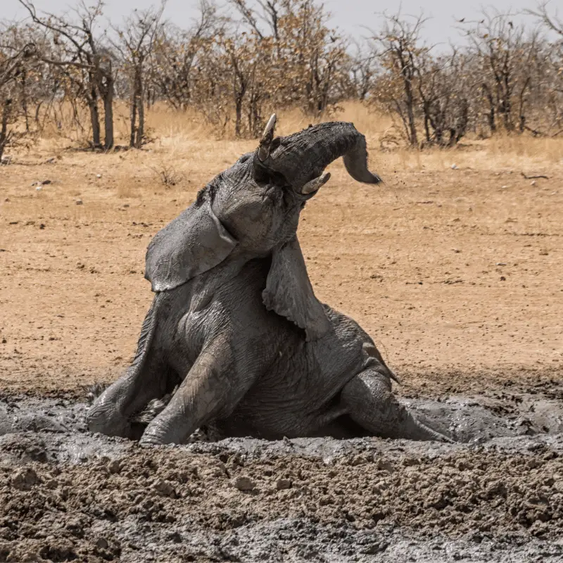 An elephant in mud
