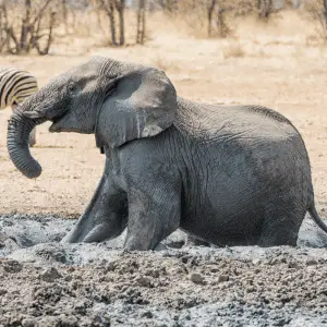 Elephant in a mud bath