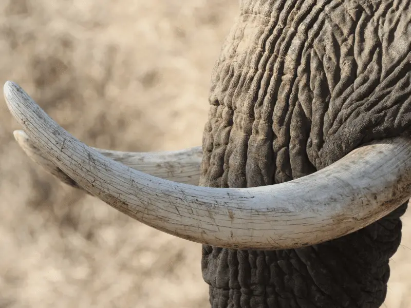 up close image of an elephants tusks