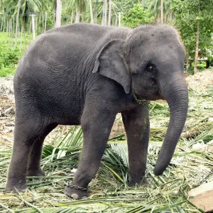Indian Elephant with hairy head, back and trunk