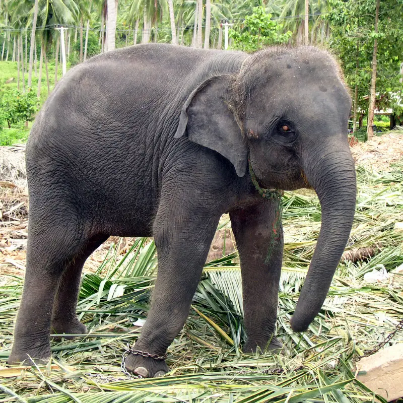 Do All Elephants Have Hair? Whereabouts And Importance Of Hair - Animal