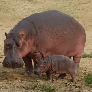 Adult hippo and a baby hippo standing up