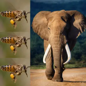 Three African honey bees and an African elephant