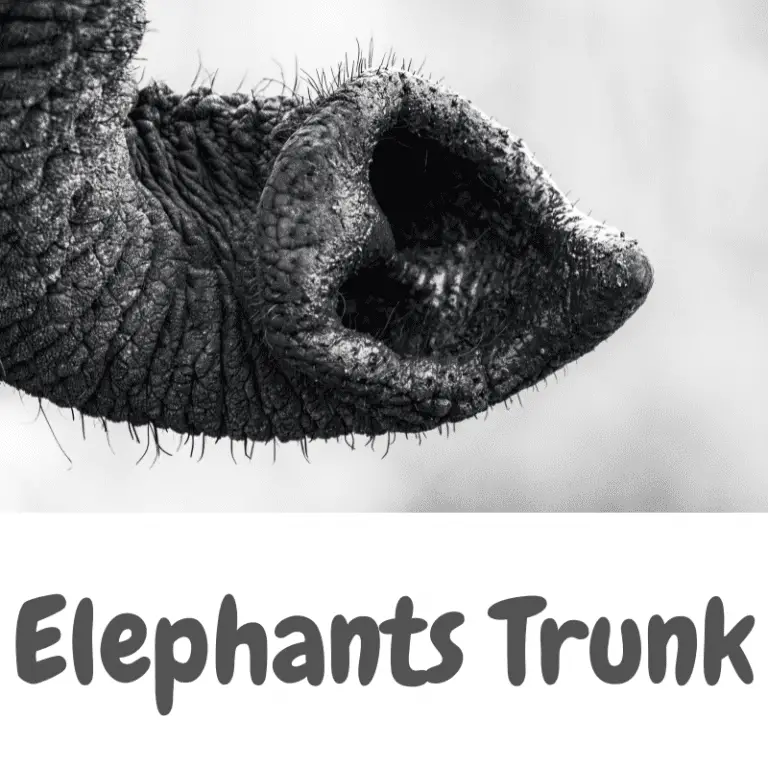 How Does An Elephant Drink Water? Other Trunk Uses And Water Drinking Habits Animal Ways