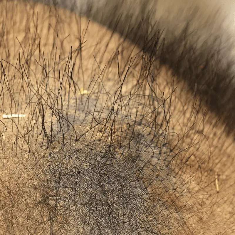 Close up view of an elephants hair on head