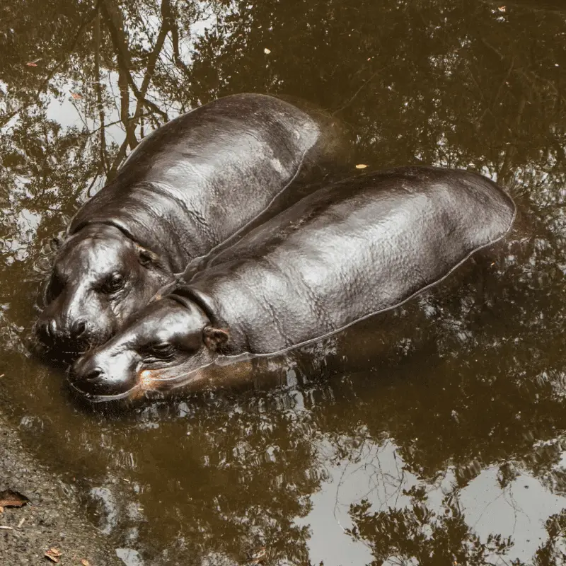 A pair of Pygmy Hippos in the water side by side