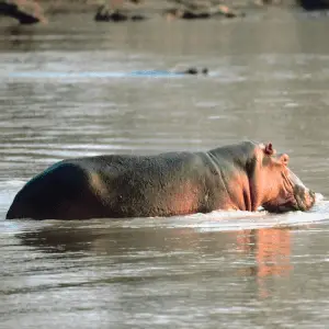 A hippo in the water