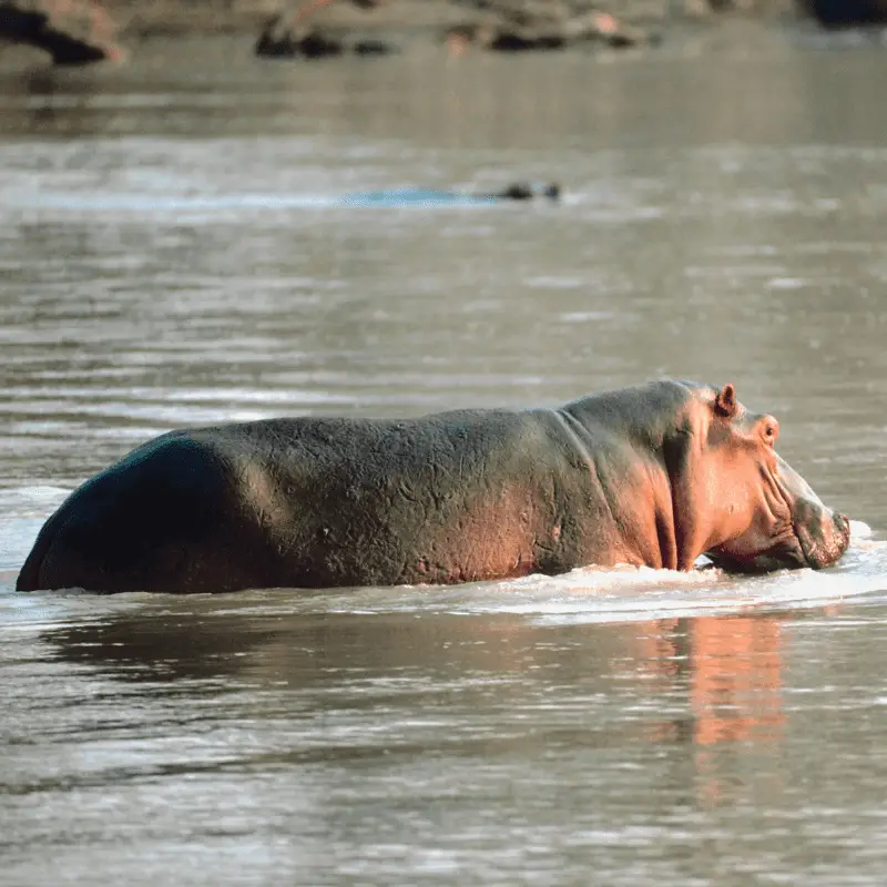 Can Hippos Swim Special Technique Explained Animal Ways