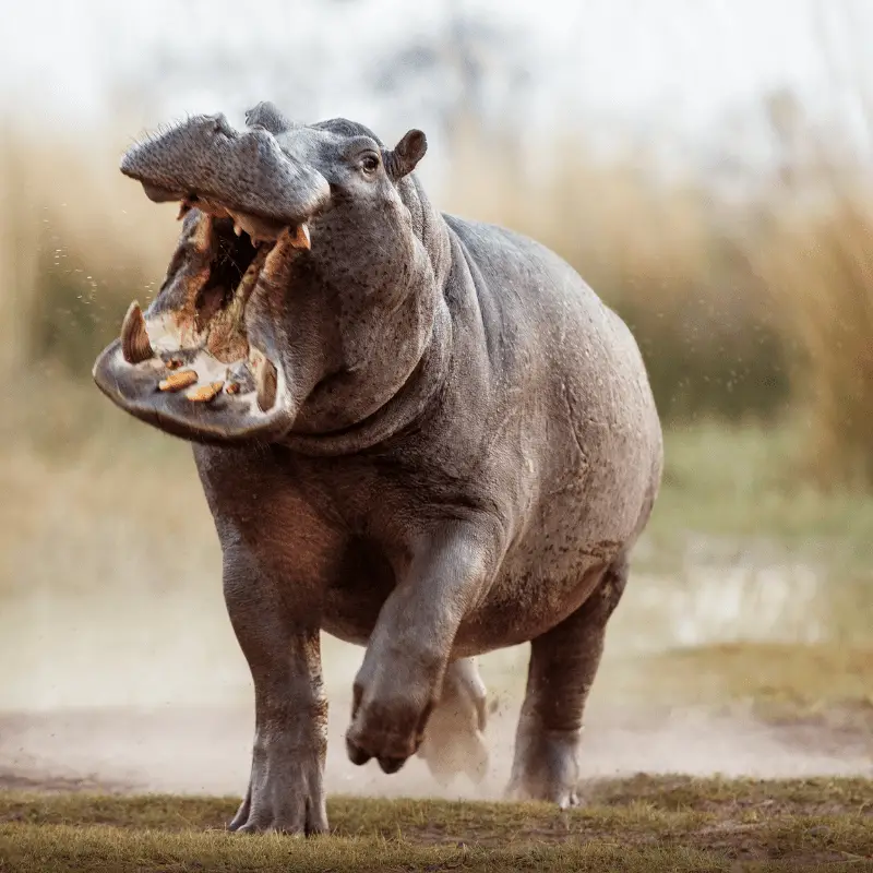 Aggressive hippo charging, mouth open