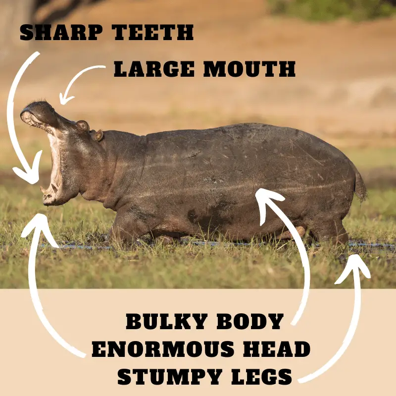 An illustration of a hippo that labels the different parts of a hippo's body, bulky body, enormous head, stumpy legs, and the large mouth and sharp teeth.