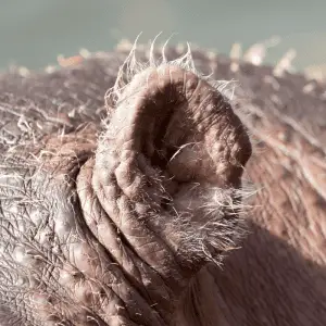 a small hippo ear close up