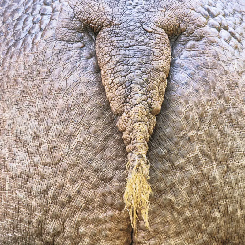 Close up of a hippos tail