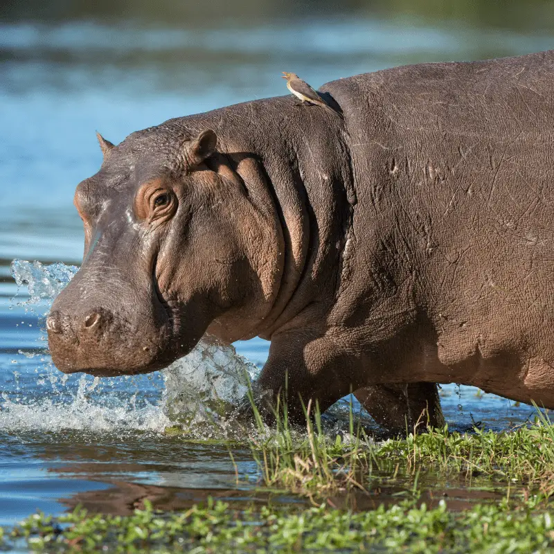 A hippo walking into the water with a bird on its back in South Africa