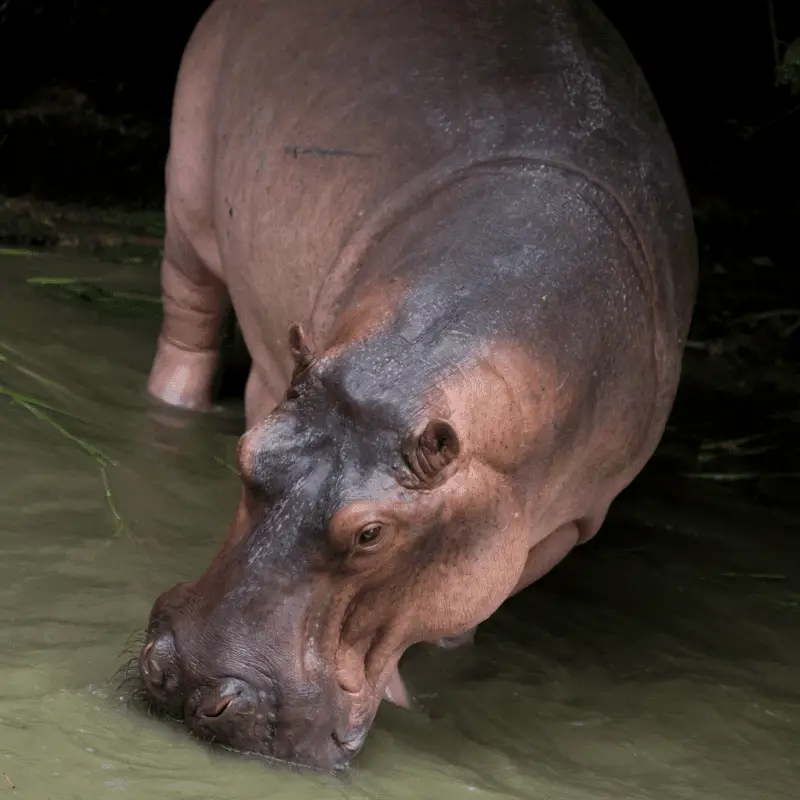 Hippo out in the night grazing