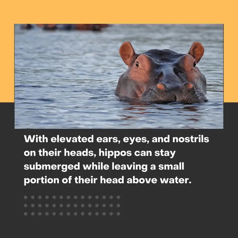 A hippo submerged in water and showing just the ears, eyes and nostrils