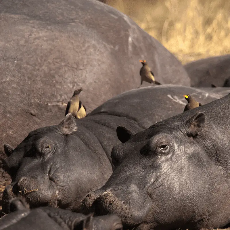 Oxpeckers birds on the back of Hippos at Khwai river