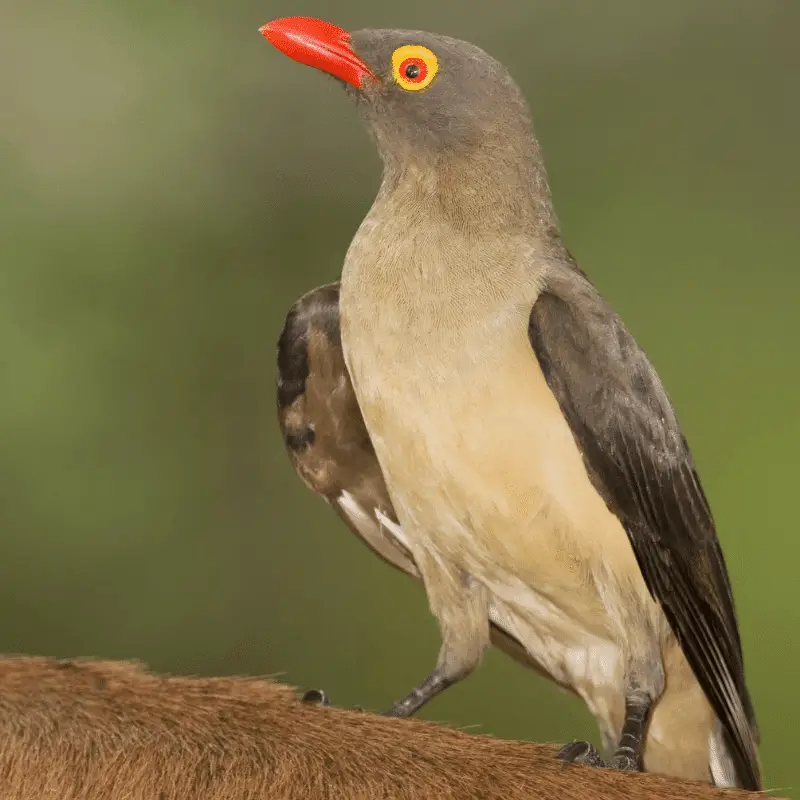 Redbilled Oxpecker full image