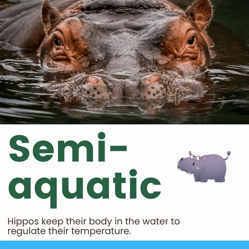 A hippopotamus partially submerged in water, highlighting their semi-aquatic nature and the way they keep their body in the water to regulate their temperature.