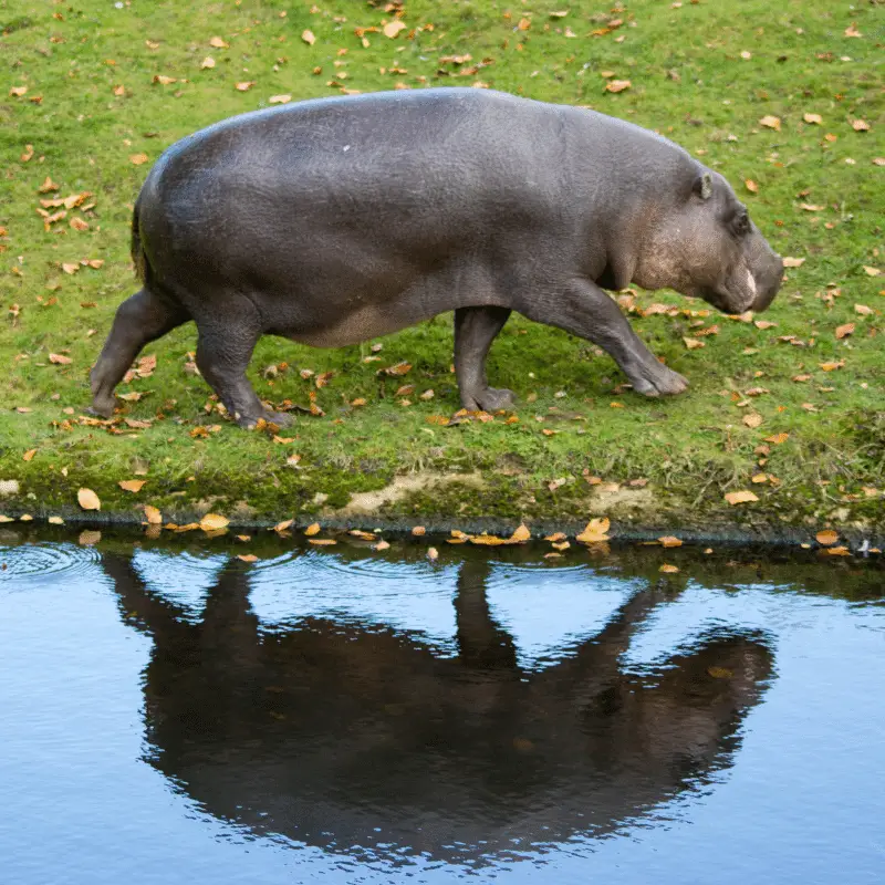 Single Pygmy Hippo walking on land alone