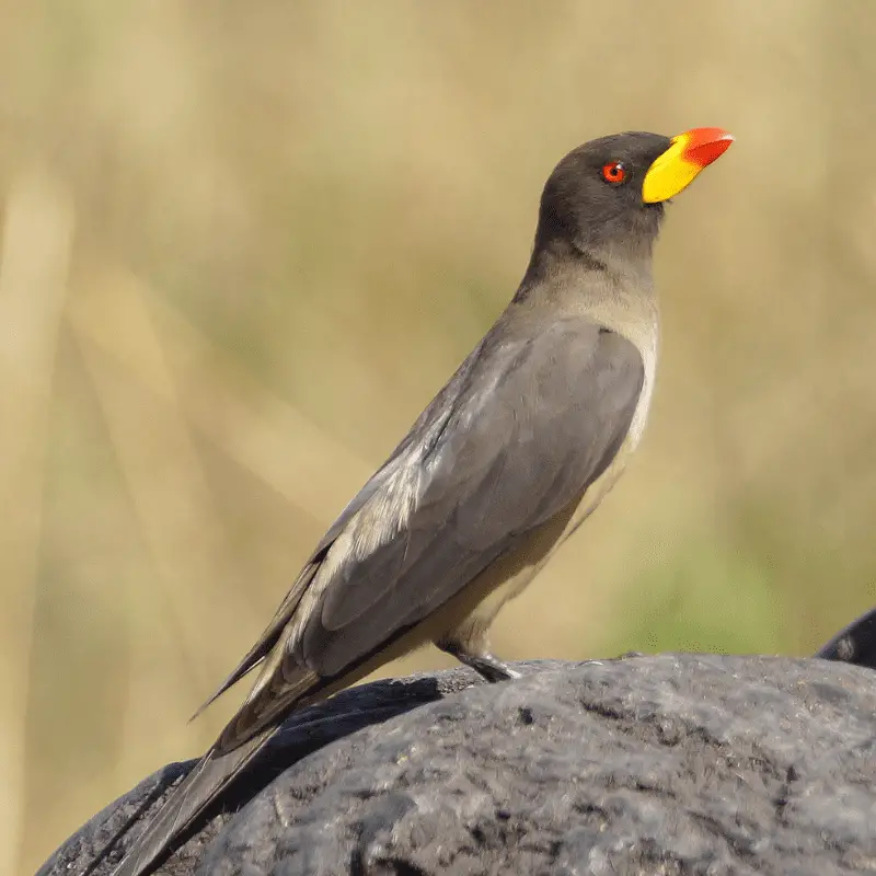 Yellow-billed-Oxpecker