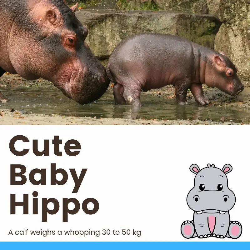 A baby hippo, side view with mother behind: text Cute Baby Hippo, A calf weighs a whopping 30 to 50 kg