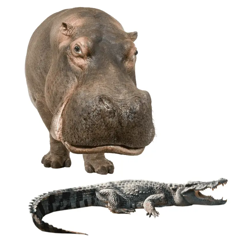 hippo and a crocodile on a white background