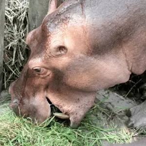 hippo eating grass
