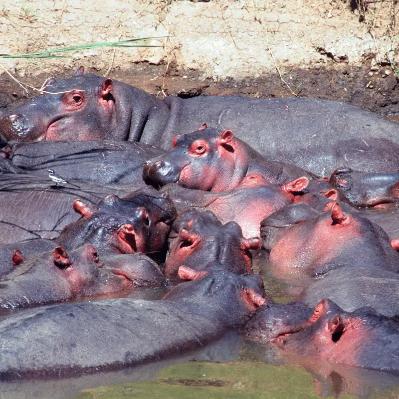 large group of hippos in the water