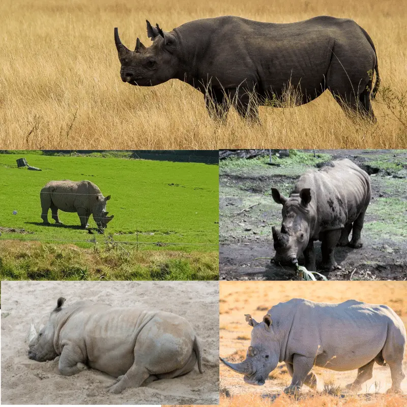 A collage of the five rhino species