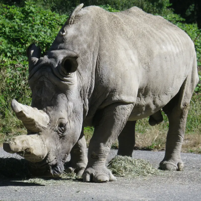 An old rhino with two horns