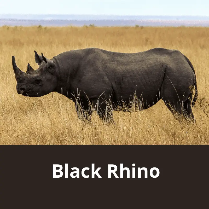 Black Rhino in dry grass fields
