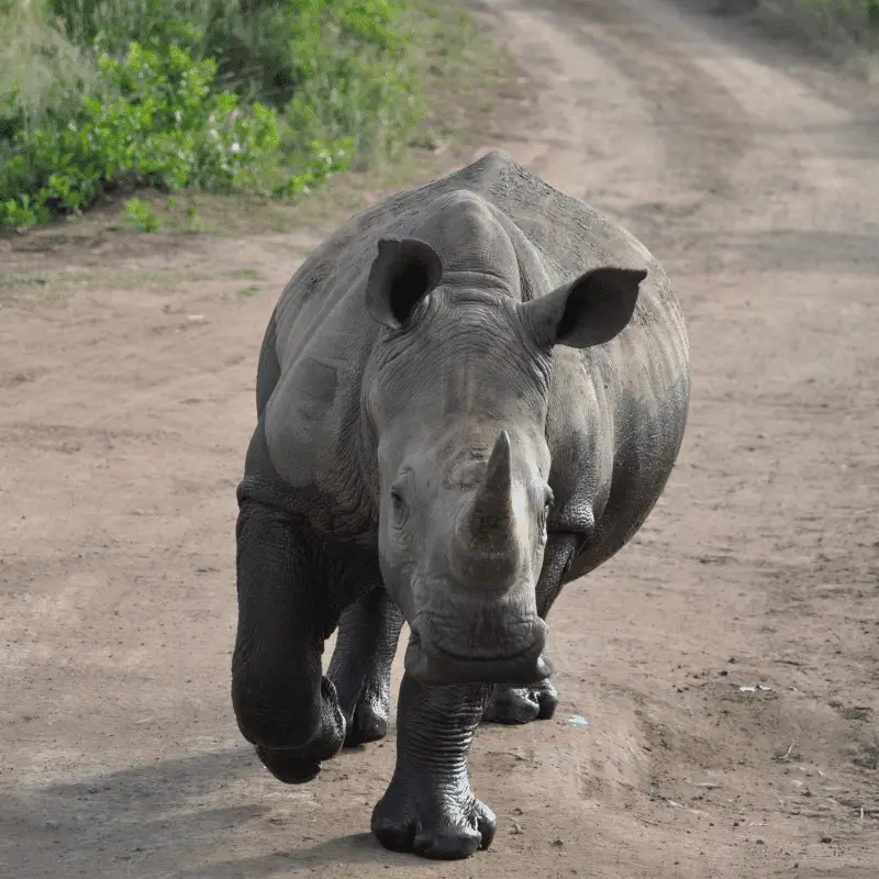 A Charging Rhino