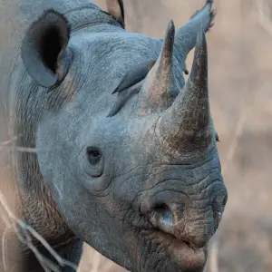 Rhino with two horns close up