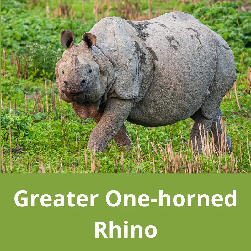 Greater One-horned Rhinoceros (also known as the Indian Rhinoceros)