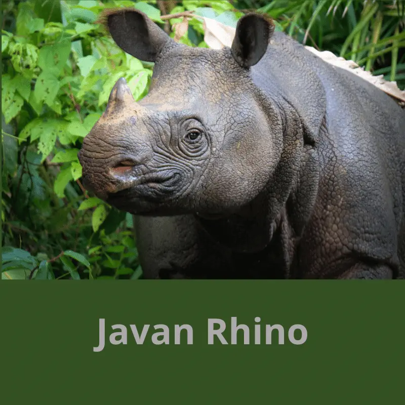 Javan Rhino in front of some leaves