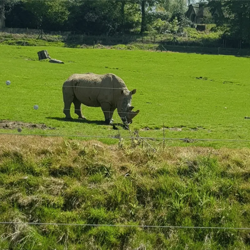 Rhino in a field in a zoo