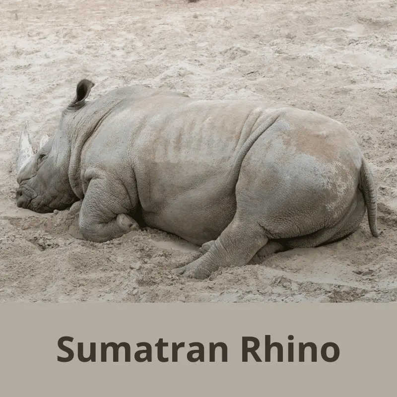 Sumatran Rhino laying down