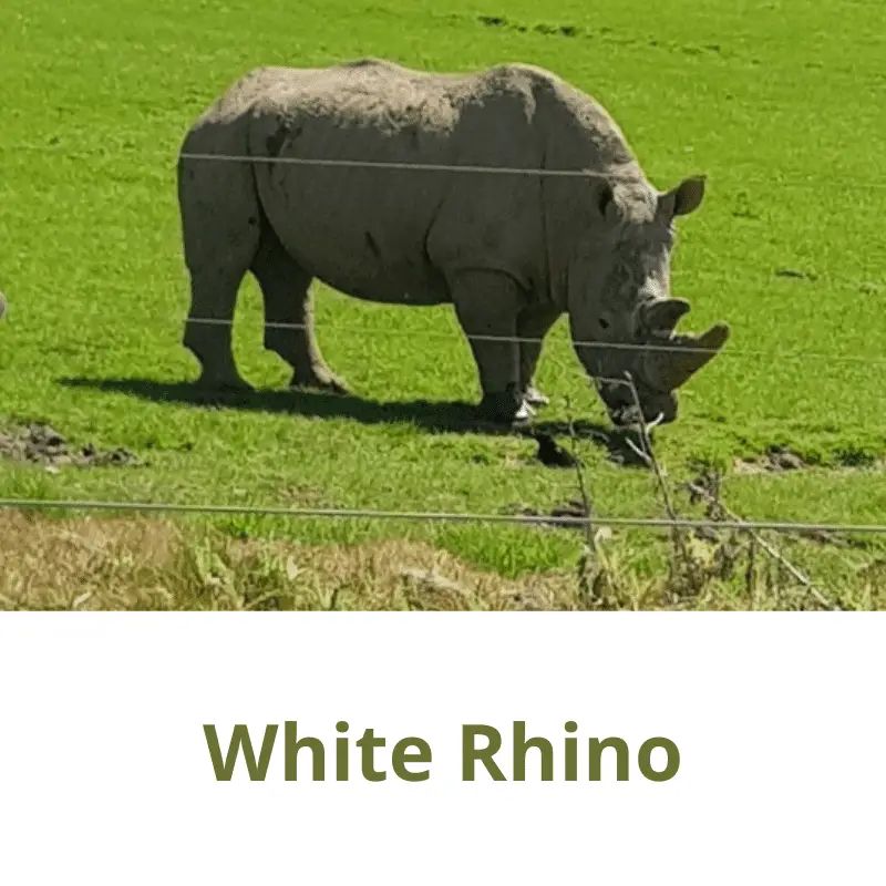 White rhino grazing on grass