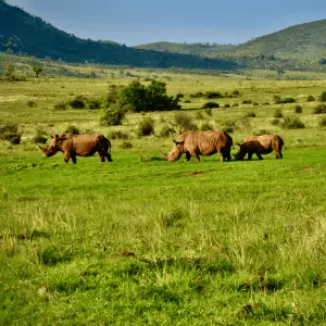 White Rhinos In the wild on grassland