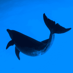 A common bottlenose dolphin swimming