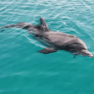 A dolphin swimming on surface